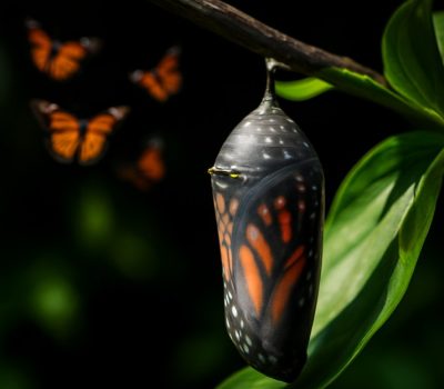 Monarch butterfly cocoon